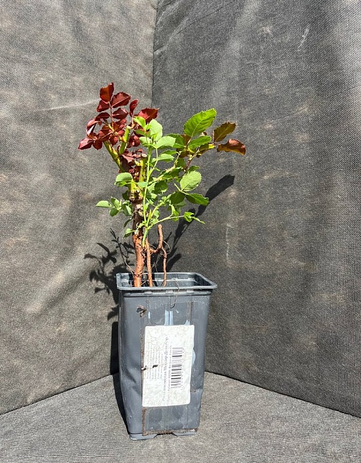 Роза плетистая Мессир Дельбар